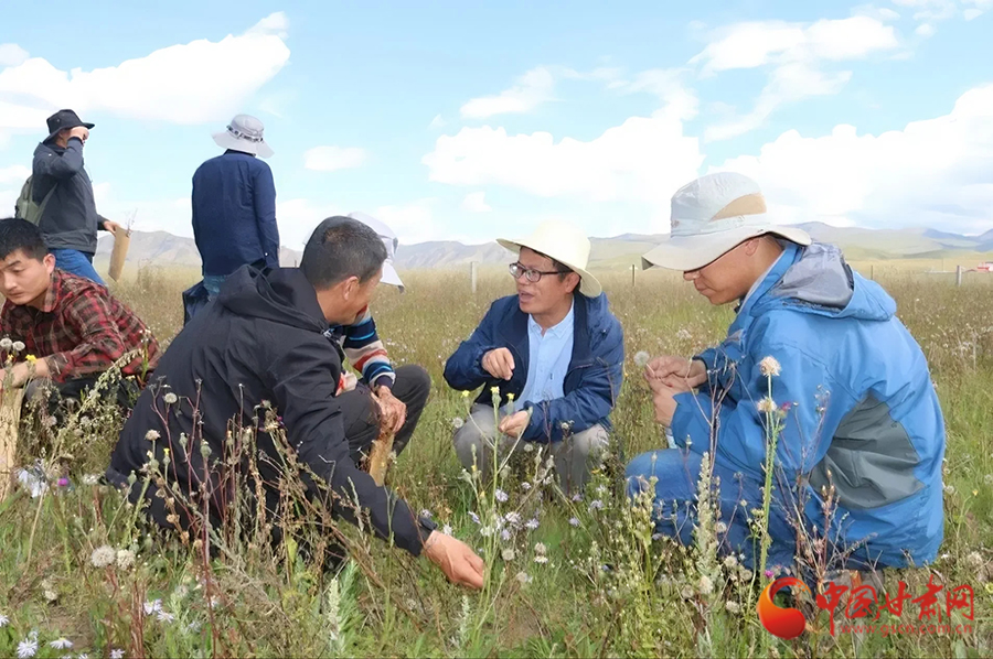 把論文寫(xiě)在隴原大地上：草業(yè)教授胡小文的鄉(xiāng)土草種情懷