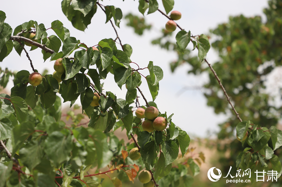 蘭溝村百畝杏林的杏子即將成熟。人民網(wǎng)記者 焦隆攝