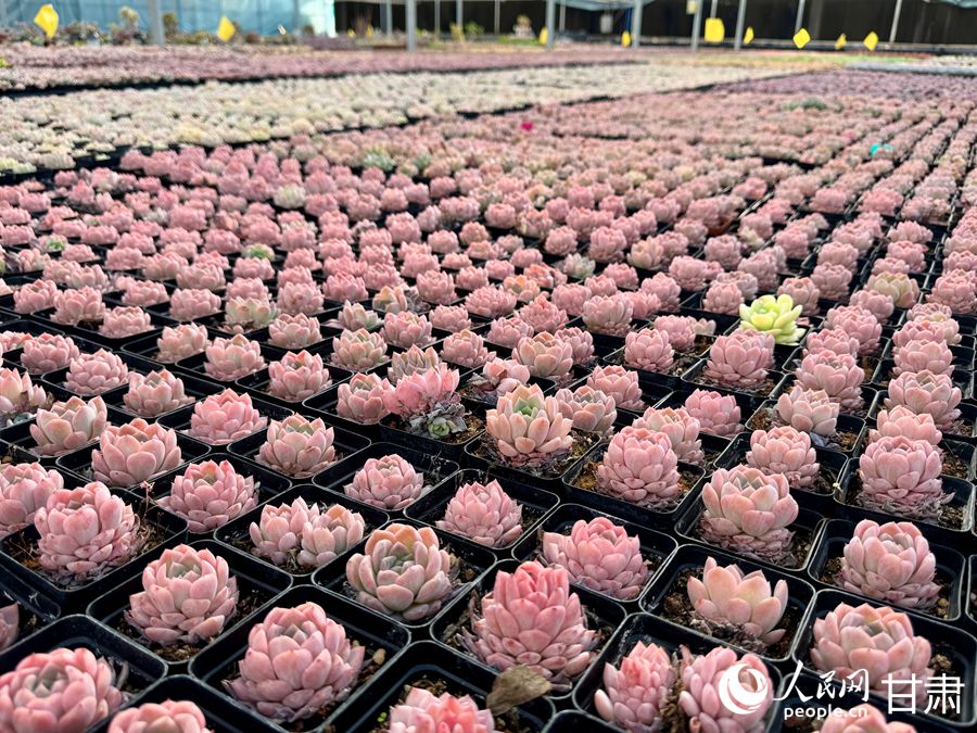 蘭州鑫源現(xiàn)代農(nóng)業(yè)休閑觀光旅游景區(qū)多肉大棚。人民網(wǎng)記者 焦隆攝