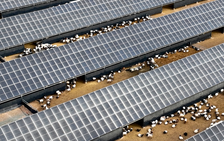 山丹：牧光互補收益豐